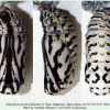 euphydryas aurinia1 pupa salatau1